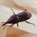 Stored Product Insects