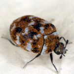 Carpet Beetles