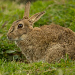Rabbit Control