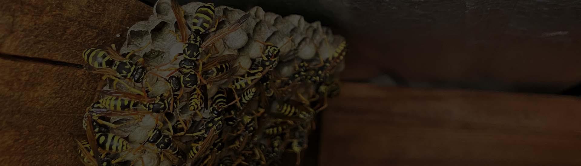 wasp nest removal norfolk