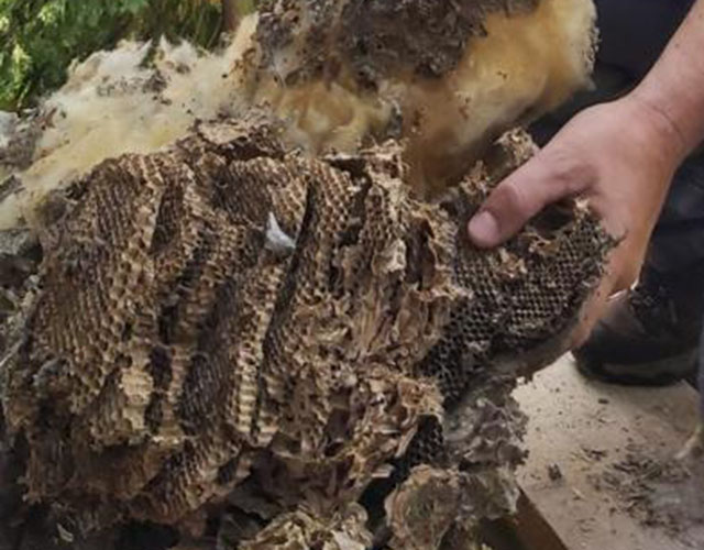 Pest control Norfolk