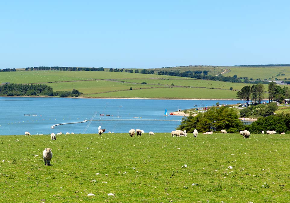 Pest Control Liskeard