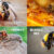 What’s the Difference Between Wasps and Bees? A Complete UK Guide to Wasps vs Bees and Hornets