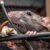 How Can You Tell If You Have Rats in Your House: Signs, Symptoms, and Solutions